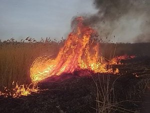 zdjęcie przedstawiające palące się trawy, pożar