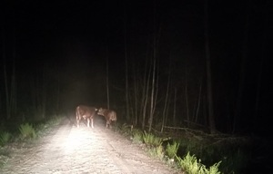 Dwa cielaki na drodze leśnej