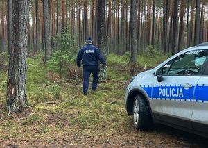 zdjęcie poglądowe poszukiwania w lesie
