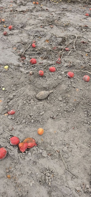 Granat ręczny  na polu pomidorów w Krzywowierzbie