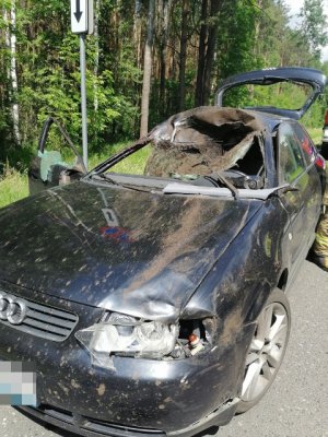 audi uczestniczące w zderzeniu z łosiem